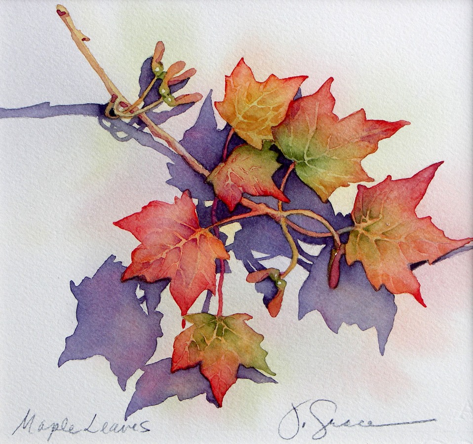 Maple Leaves2